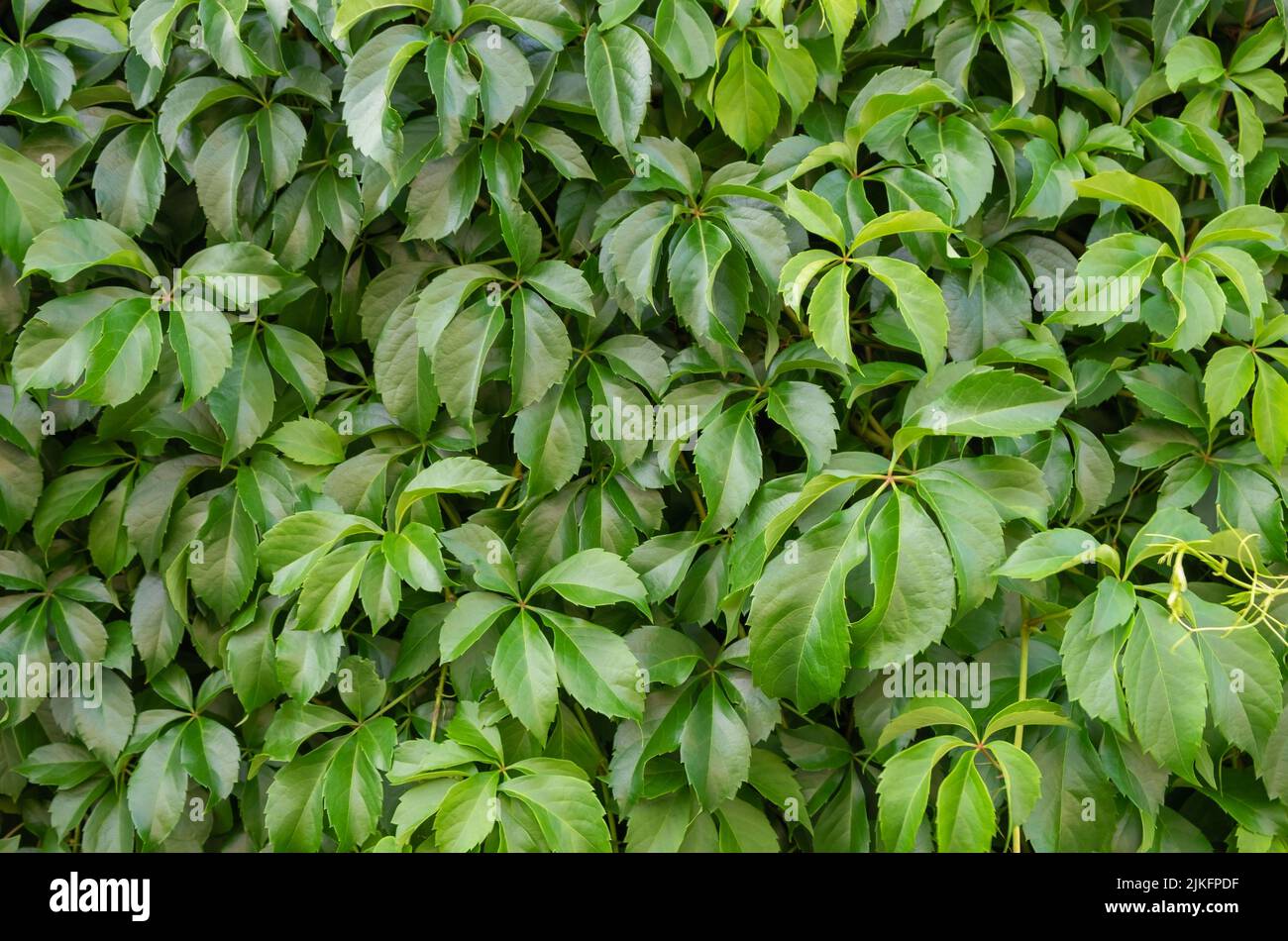 A fast growing hardy vine covering a wall, cissus striata. Stock Photo