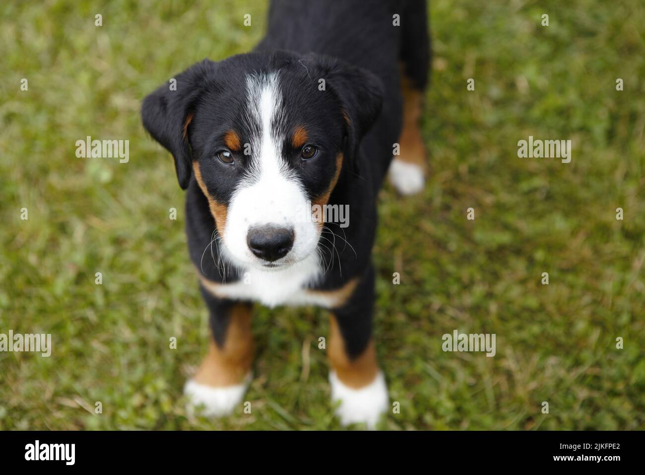Little Appenzeller nine month old dog Stock Photo