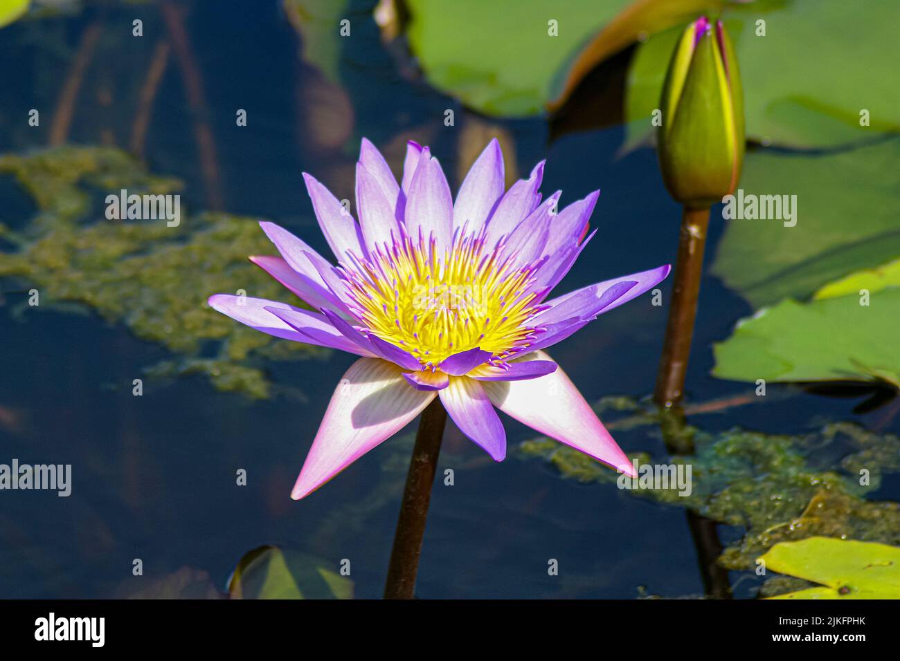 A closeup of a lotus flower on the water Stock Photo