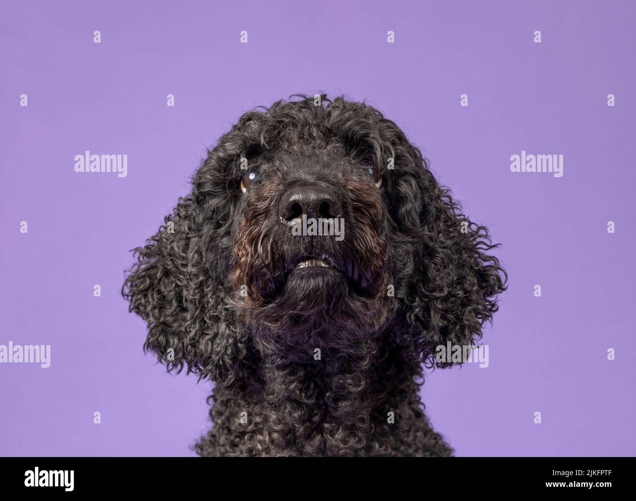 A beautiful black Labradoodle dog, photographed in a studio and looking towards the camera. Photographed against a plain purple background Stock Photo