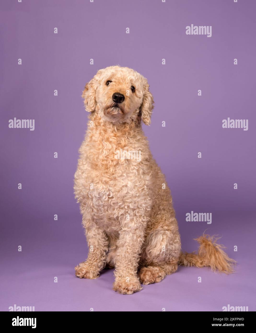 A beautiful beige Labradoodle dog, photographed in a studio and looking towards the camera. Photographed against a plain purple background Stock Photo