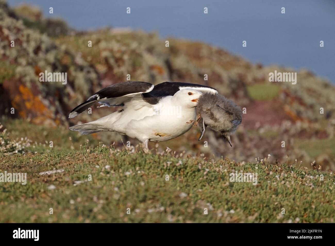 Great Blacked-backed Gull with Manx Shearwater chick on Skokholm Wales UK Stock Photo