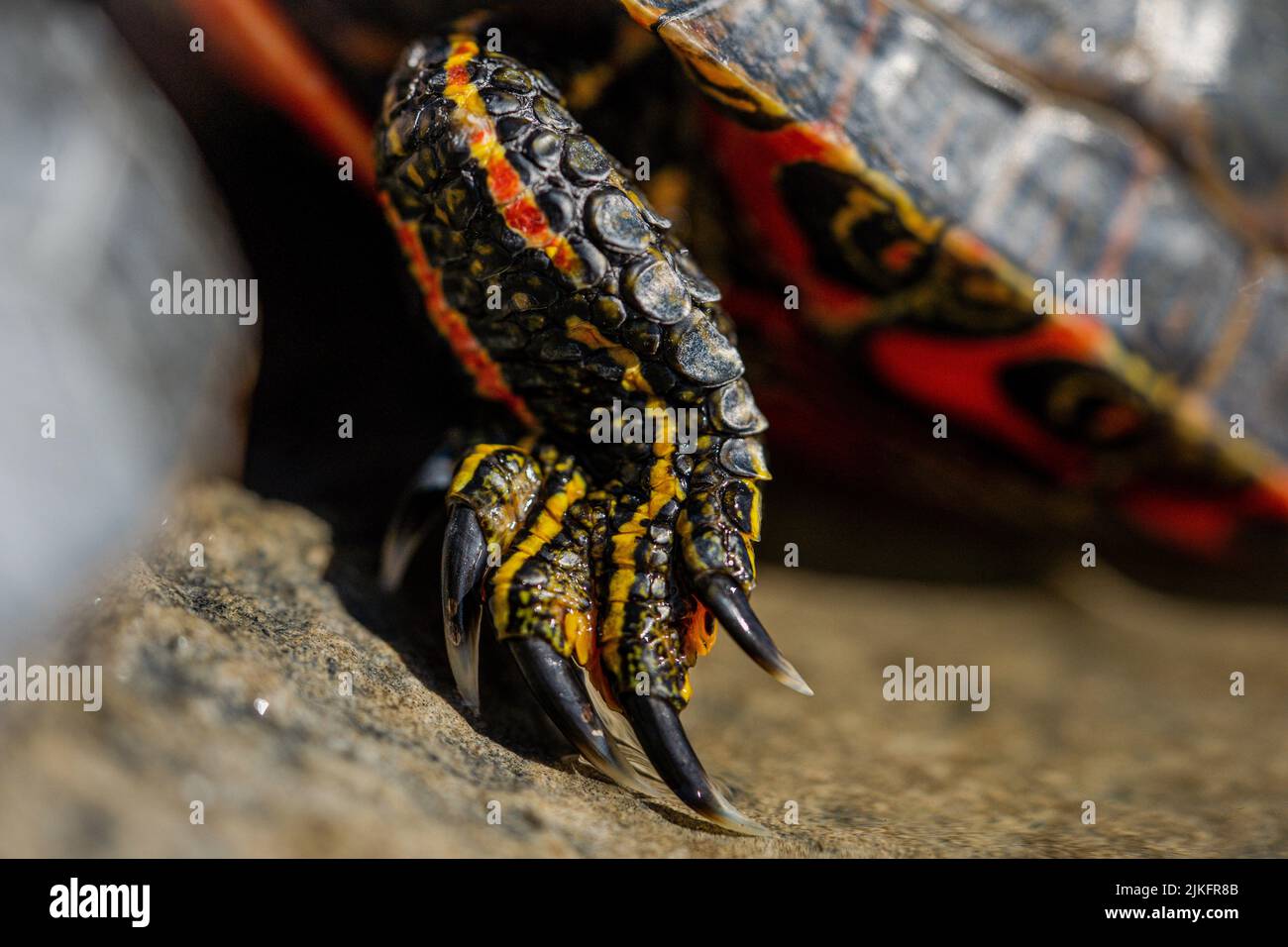 Turtle claws hi-res stock photography and images - Alamy