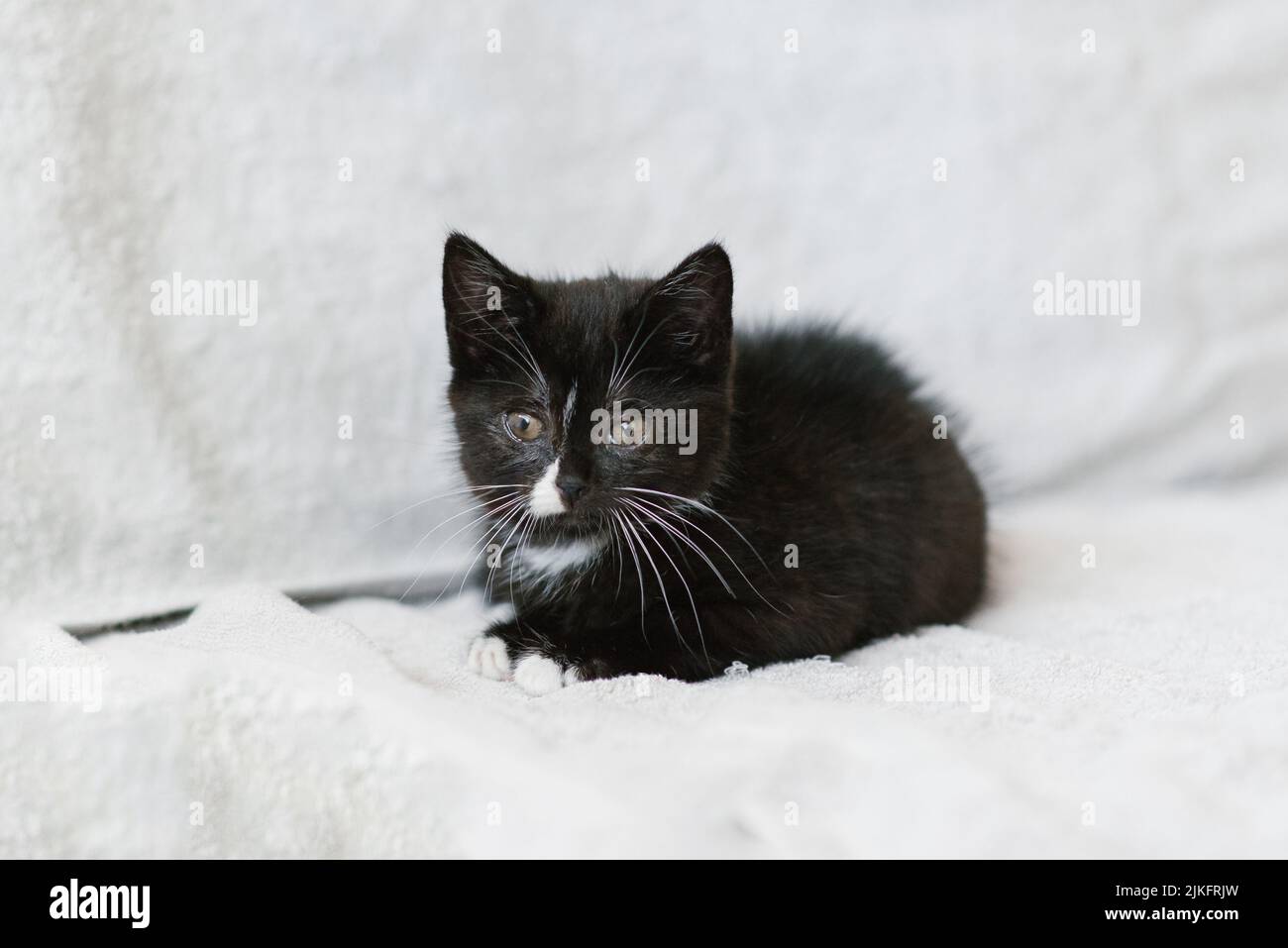 A black with white spots little cat is lying on the couch Stock Photo