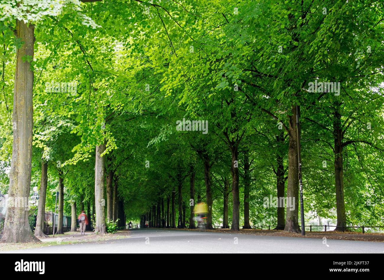 Münster, Germany, July 29, 2022: overwhelmingly green and shady canopy of four rows of trees on the 4,5 kilometer promenade around the city center Stock Photo