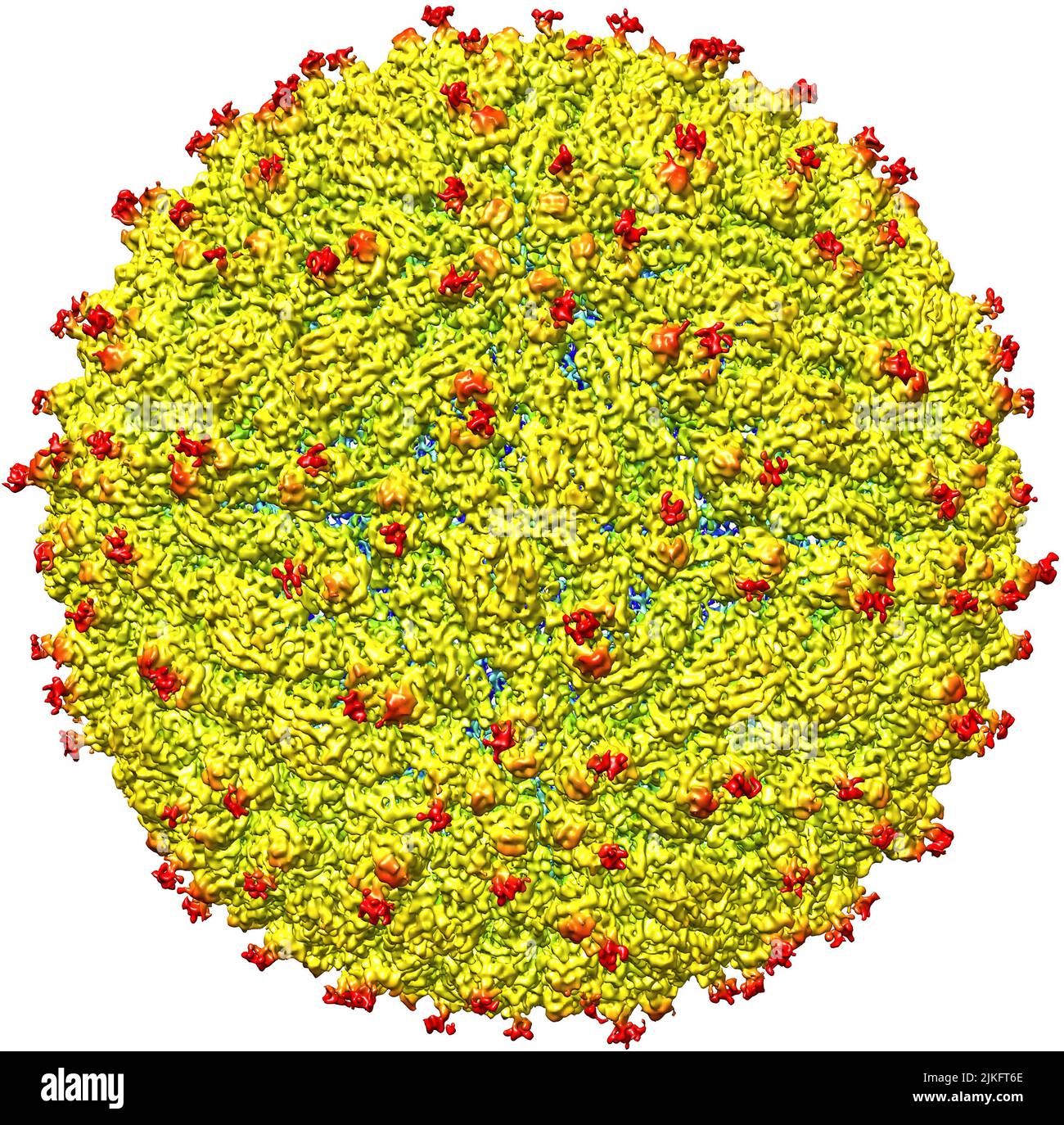 A representation of the Zika virus surface with protruding envelope glycoproteins (red) shown. A team led by Purdue University researchers is the first to determine the structure of the Zika virus, revealing information critical to the development of effective antiviral treatments and vaccines. Stock Photo