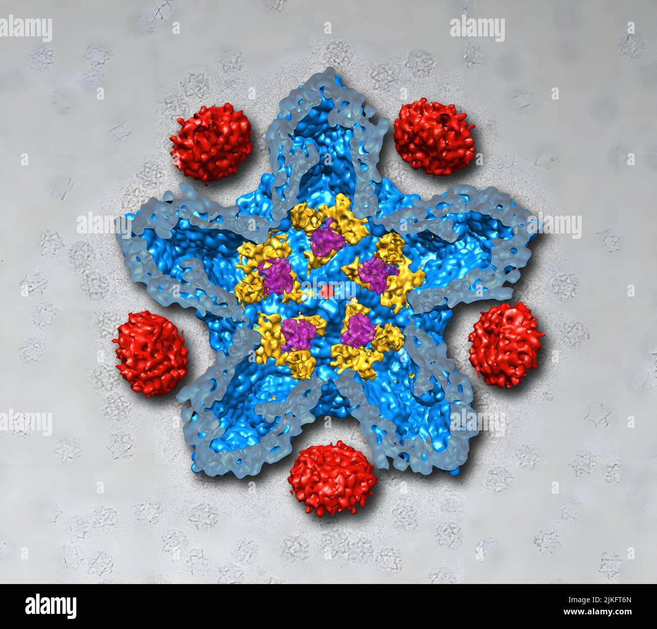 bacteriophage-phi-6-which-serves-as-a-model-system-for-rotavirus-is