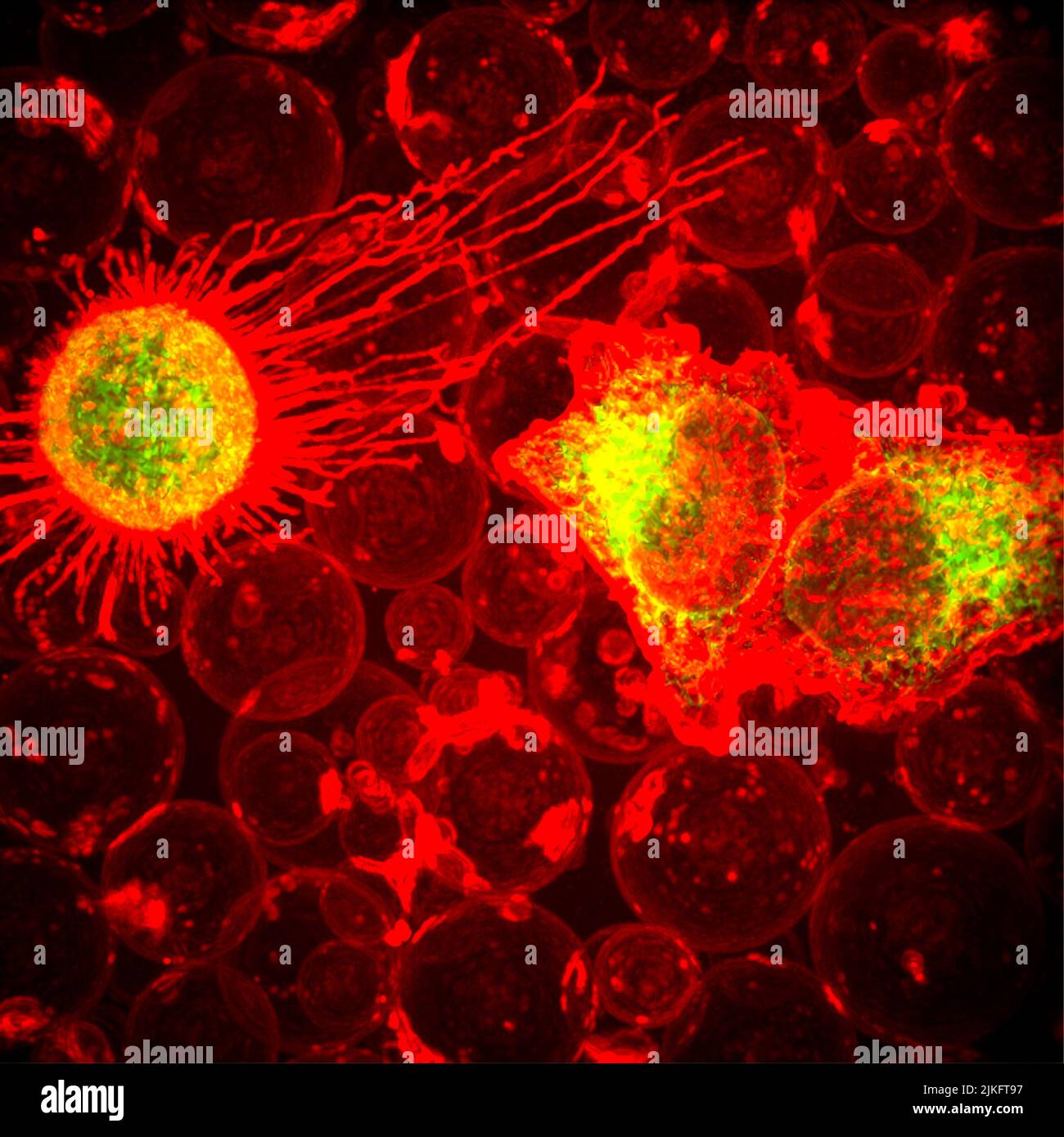 On the right, two cells (greenish yellow) are in the process of forming bubbles, or plasma membrane vesicles (PMV). During this process of being, a cell's membrane temporarily dissociates from its underlying cytoskeleton, forming a tiny pocket which, over the course of about 30 minutes, is Stock Photo