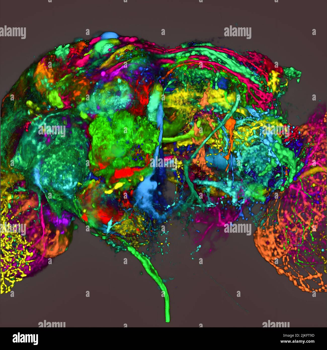 This image is the result of a research project aimed at visualizing which regions of the adult Drosophila brain derive from each neural stem cell. Stock Photo
