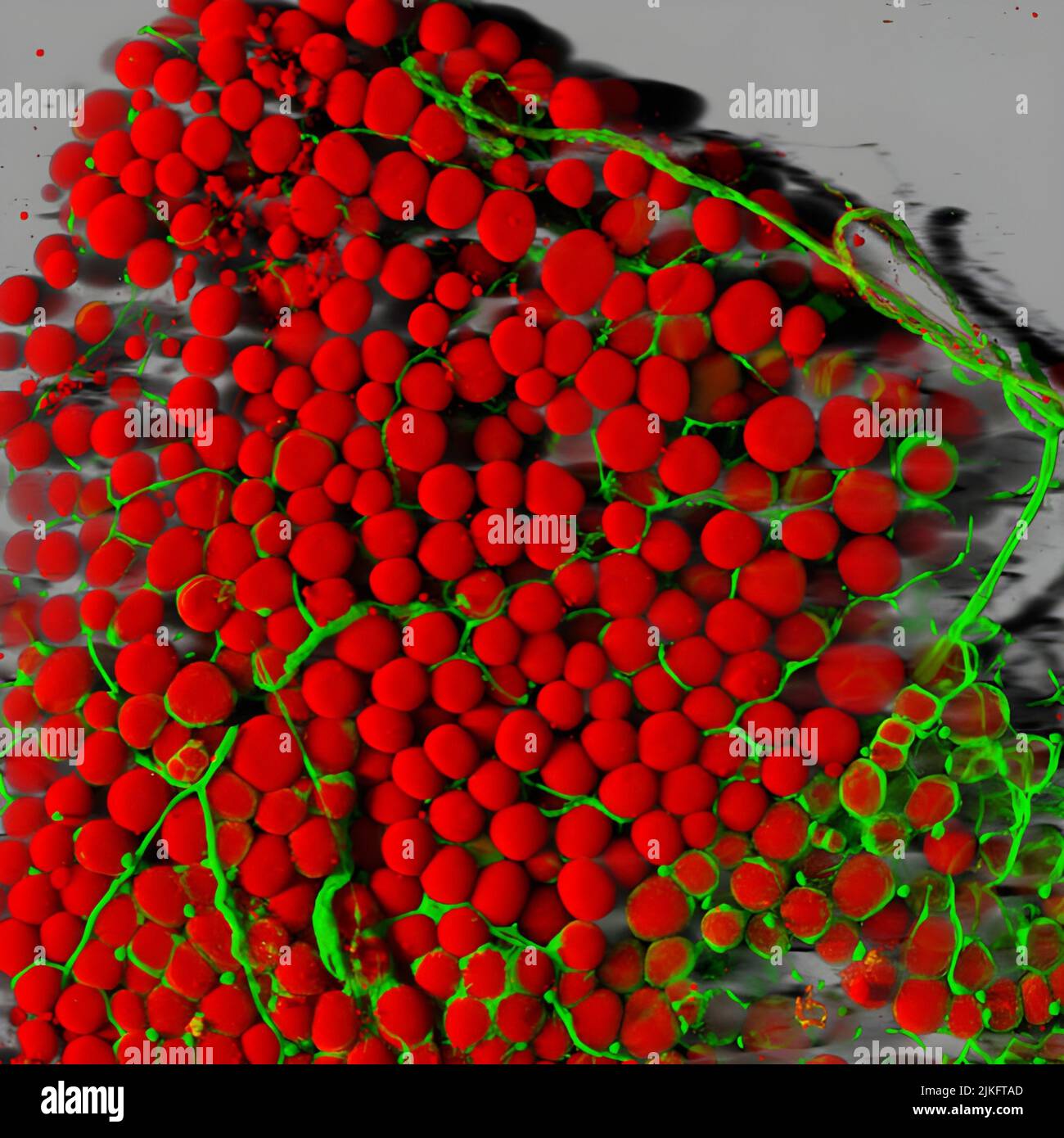 The fat cells of a mouse (red) are shown surrounded by a network of blood vessels (green). Fat cells store and release energy, protect organs and nervous tissues, insulate us from the cold and help us absorb important vitamins Stock Photo