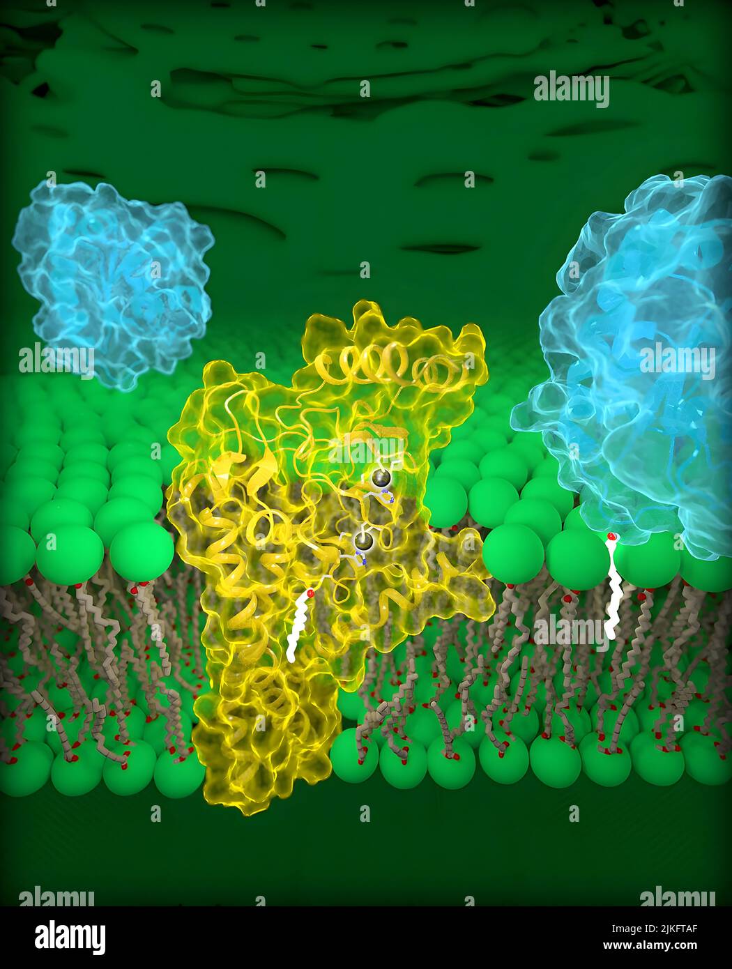 In this image: Molecular view of DHHC palmitoyltransferases. Human DHHC20 (yellow) is embedded in the Golgi membrane (green), a compartment located inside cells. DHHC20 attaches a chain of fatty acids (white) to a target protein (blue, foreground), which anchors the protein to the Golgi membrane. Stock Photo