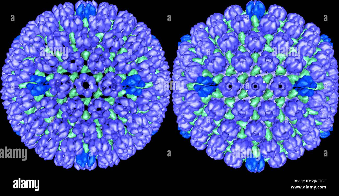 The image on the left is the procapsid (outer protein coat) of herpes simplex virus type 1 (HSV1), the virus that causes cold sores. The image on the right is the mature capsid of the same virus. The major capsid proteins form hexons (lighter blue) and pentons (darker blue) connected by triplexes (green). As the virus matures, the holes in the procapsid ferment to stabilize the mature capsid. Understanding this process can help researchers determine how the virus infects cells and may lead to new treatments. Stock Photo