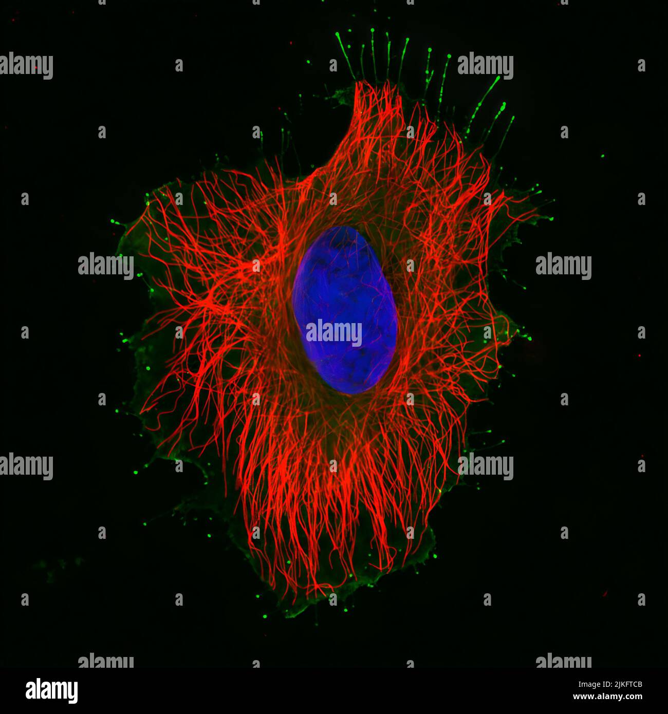 Microtubules (red) and actin filaments provide structural support to this human HeLa cell (nucleus in blue). Molecular motors like myosin 15 (green), a protein essential for normal human hearing, use actin filaments as a railroad to transport goods into the cell. Stock Photo