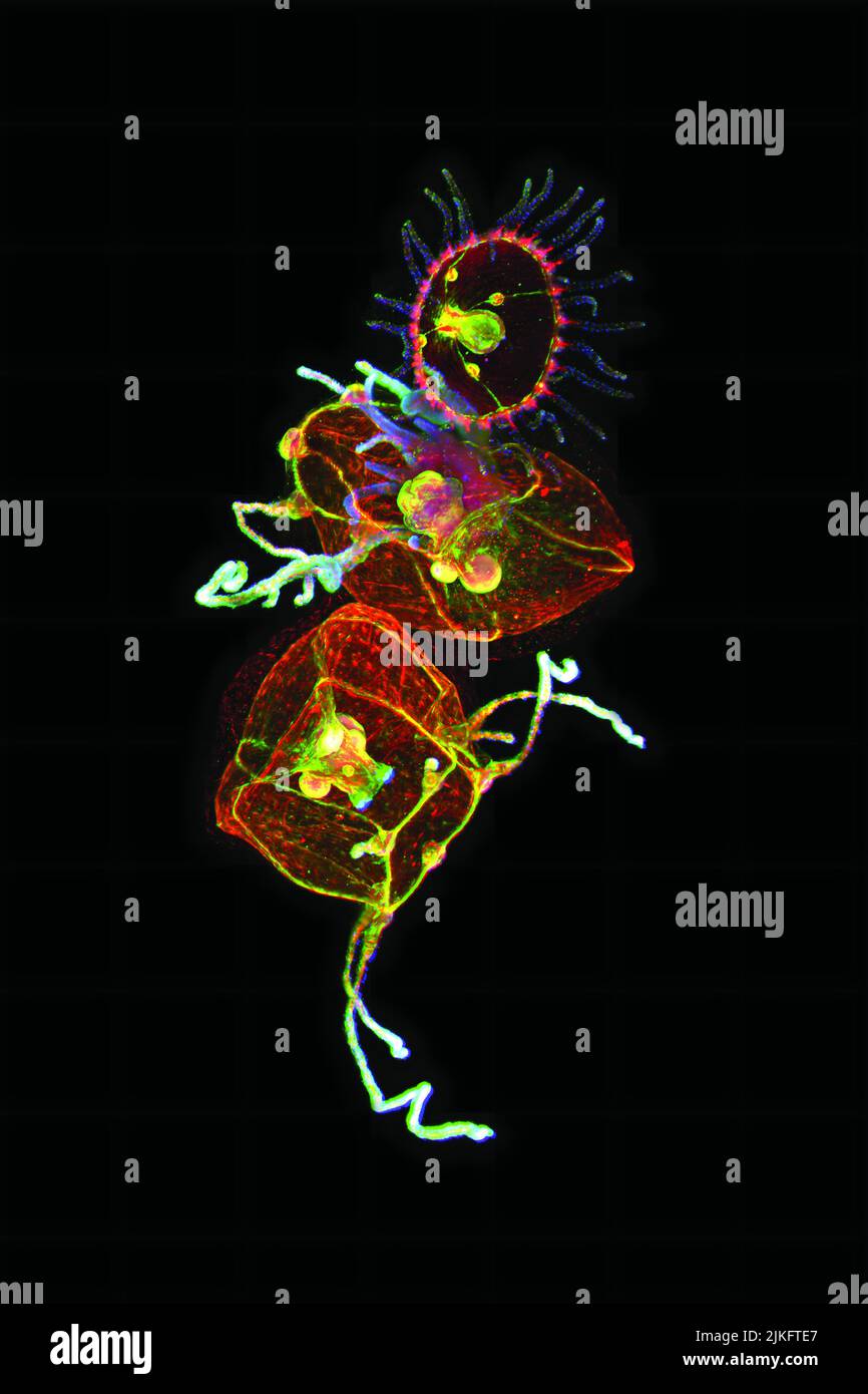 Jellyfish are particularly good models for studying the evolution of embryonic tissue layers. Although they are primitive, jellyfish have a nervous system (colored in green here) and a musculature (red). Cell nuclei are stained blue. By studying the distribution of tissues in this simple organism, scientists can learn about the evolution of shapes and characteristics of various animals. Stock Photo