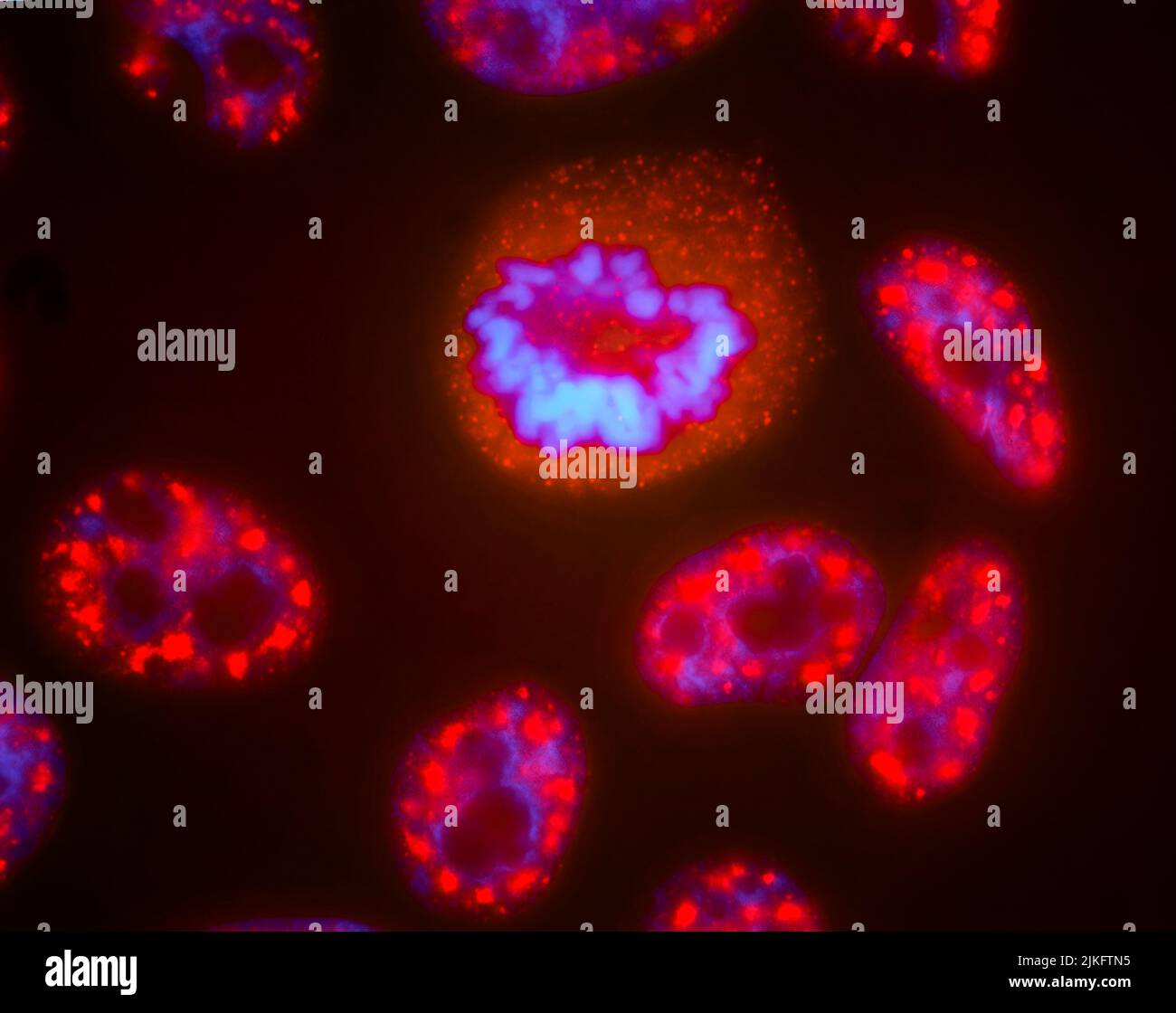 The human cell nucleus contains a large number of distinct compartments that contribute to the function of a cell, such as speckles that contain RNA processing proteins (red), which lie next to chromosomes (blue ). These speckles disassemble and reassemble during cell division (central cell). Stock Photo