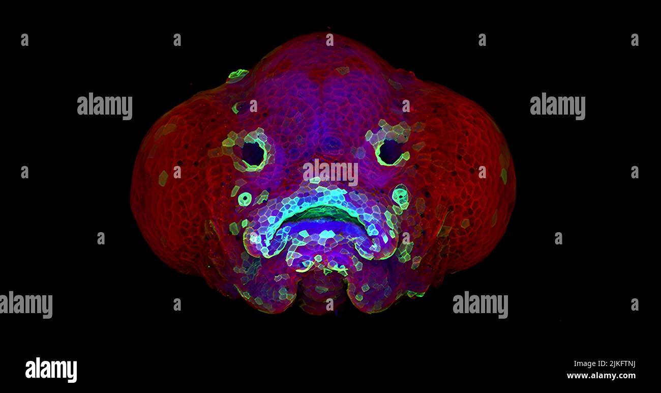 This confocal microscopy image shows the developing face of a 6-day-old zebrafish larva. Stock Photo