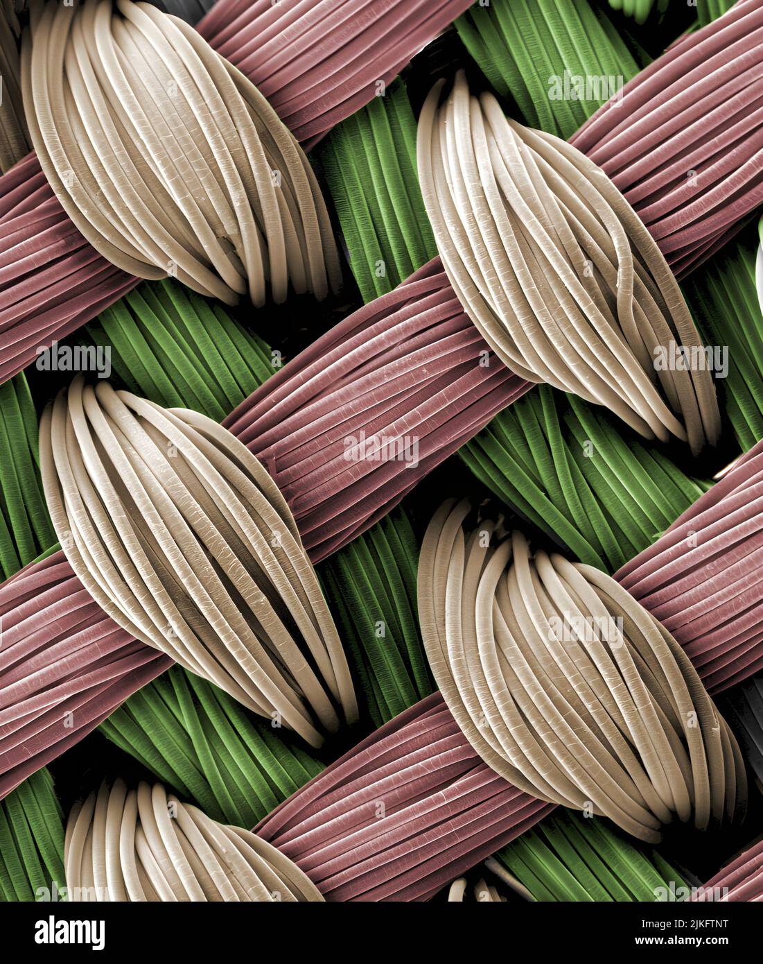 The electron microscope image provides a close-up view of a woven 3D scaffold on which stem cells have been cultured. Stock Photo
