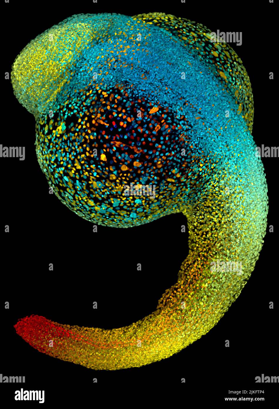 Just 22 hours after fertilization, this zebrafish embryo is already taking shape. By 36 hours, all major organs will have started to form. The rapid growth of zebrafish and Stock Photo