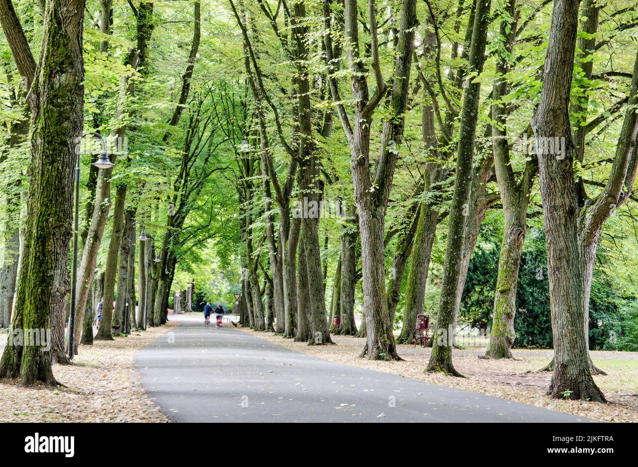 Münster, Germany, July 29, 2022: tall and shady trees growing in four rows along the green promenade around the town center Stock Photo
