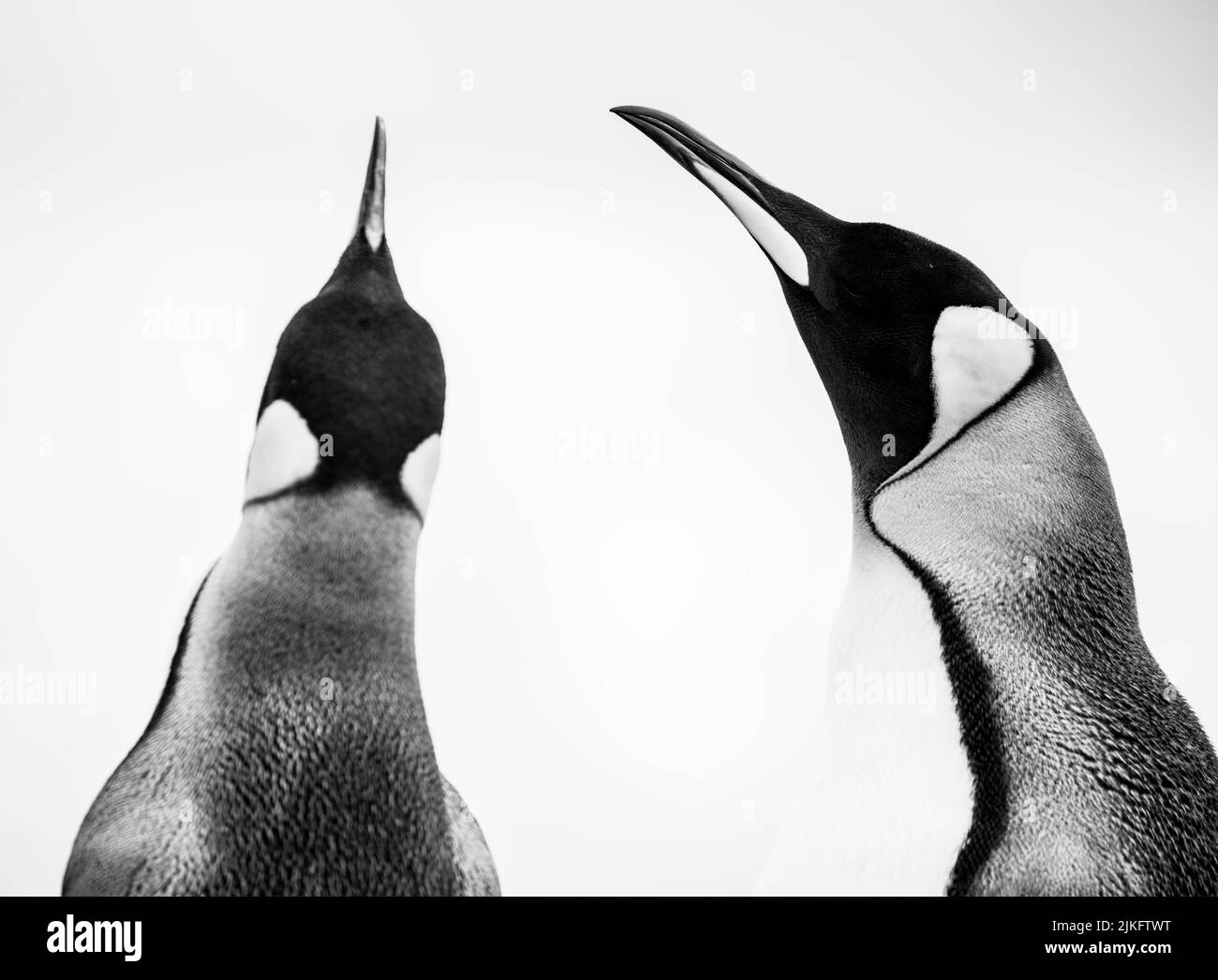 The king penguin (Aptenodytes patagonicus) is the 2nd largest species of penguin and breeds at several locations in the Falkland Islands Stock Photo