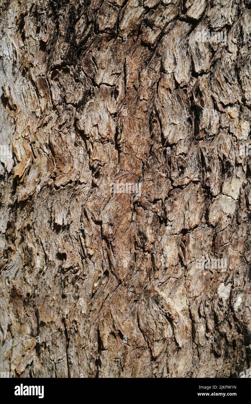 Tree bark closeup Stock Photo
