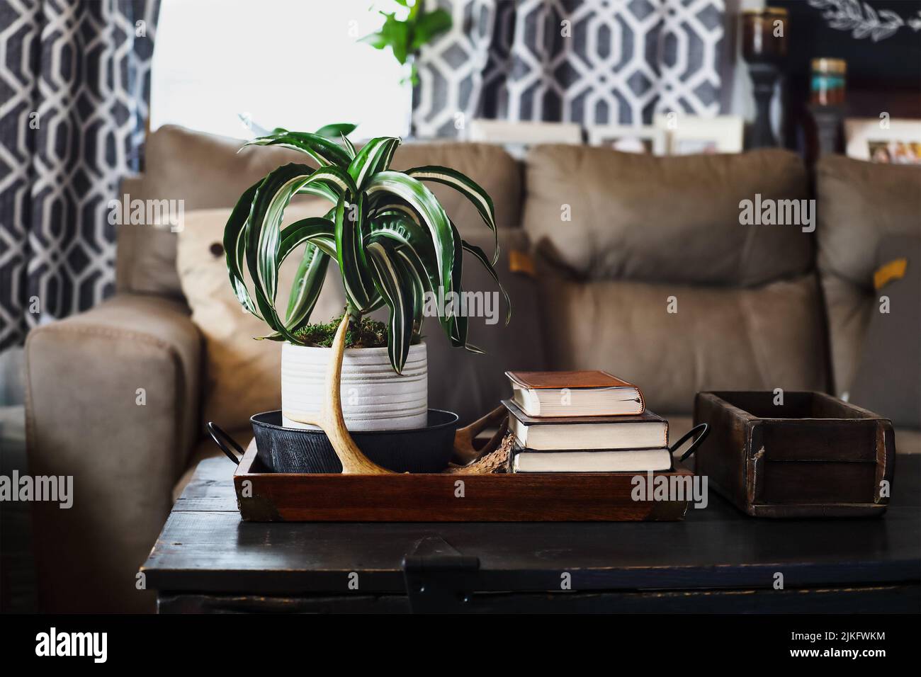 Potted White Jewel, Dracaena Deremensis, houseplant sitting on an antique farmhouse style wood trunk in a living room in front of a beige sofa. Stock Photo