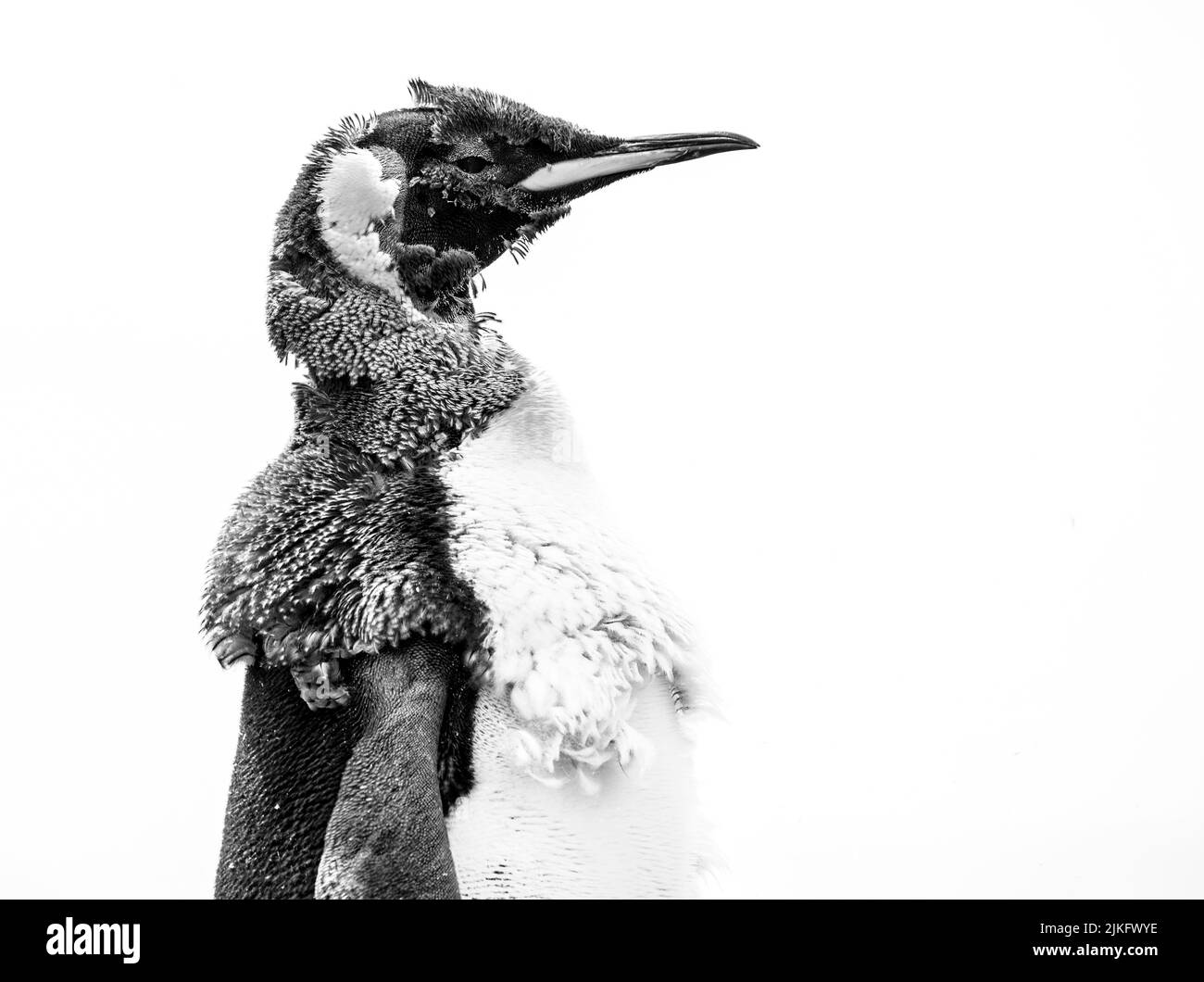 The king penguin (Aptenodytes patagonicus) is the 2nd largest species of penguin and breeds at several locations in the Falkland Islands Stock Photo