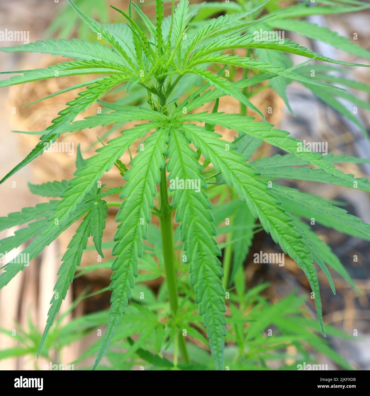 closeup of cannabis plants, young marijuana leaf Stock Photo