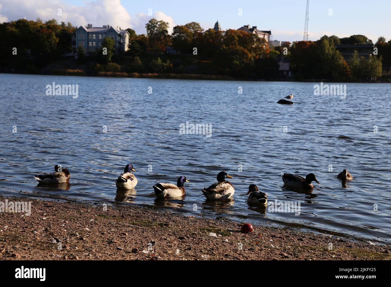 Mallard ducts swimming in the Töölönlahti Bay Helsinki, Finland, September 2019. In the background there is the famous blue villa and other buildings. Stock Photo