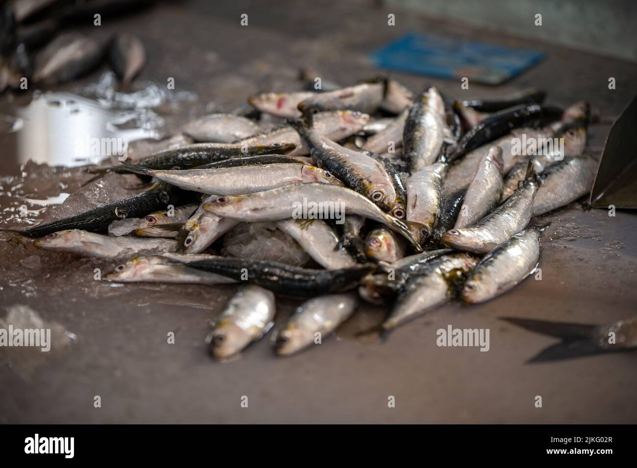 Closeup of sardines at a fish market in Portugal Stock Photo Alamy
