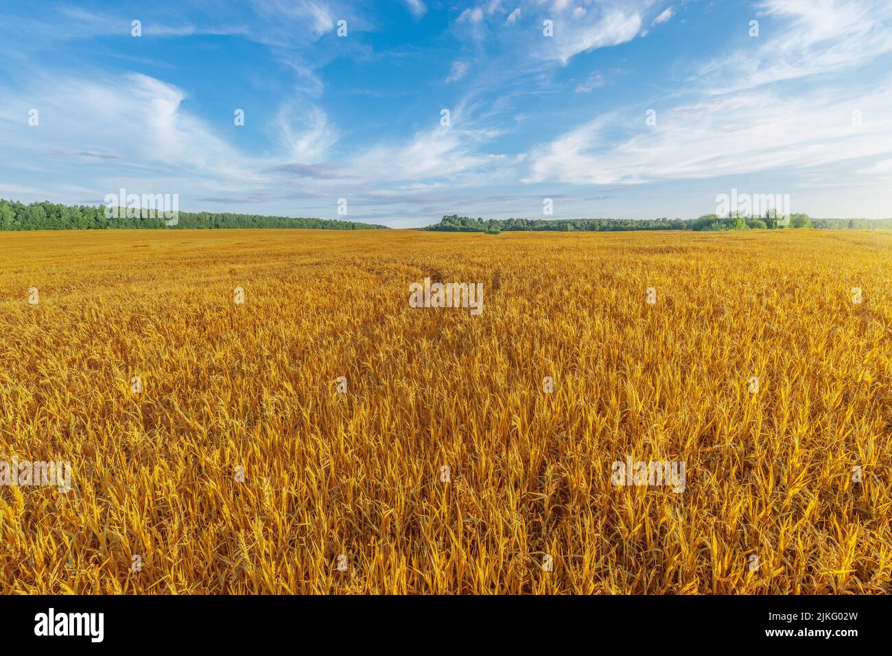 Dry grass on the field at sunset. Stock Photo