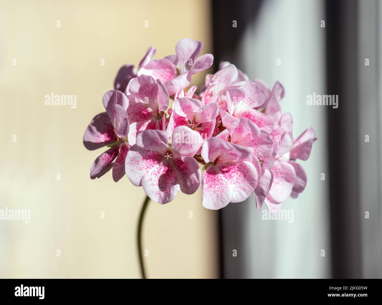 Old-fashioned pink pelargonium in a house window. Malmkoping sweden Stock Photo