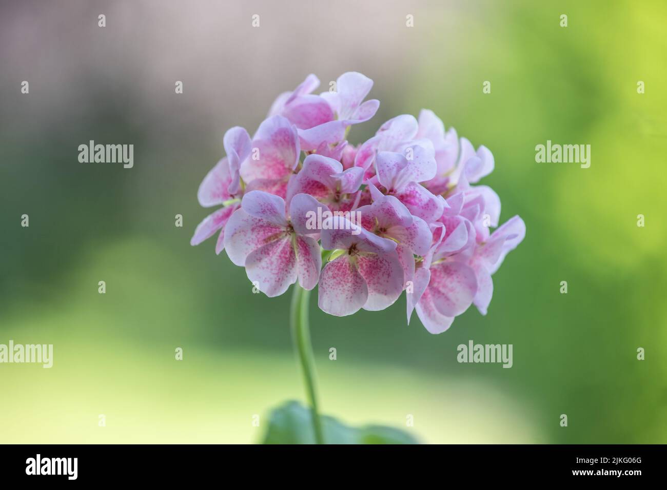 Old-fashioned pink pelargonium in a house window. Malmkoping sweden Stock Photo