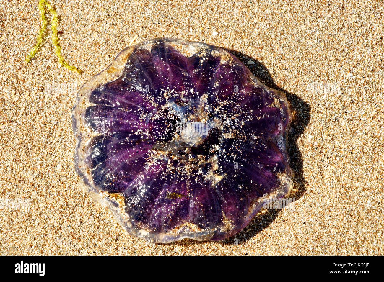 BLUE JELLYFISH Cyanea lamarckii STRANDED ON A SANDY BEACH IN SCOTLAND Stock Photo