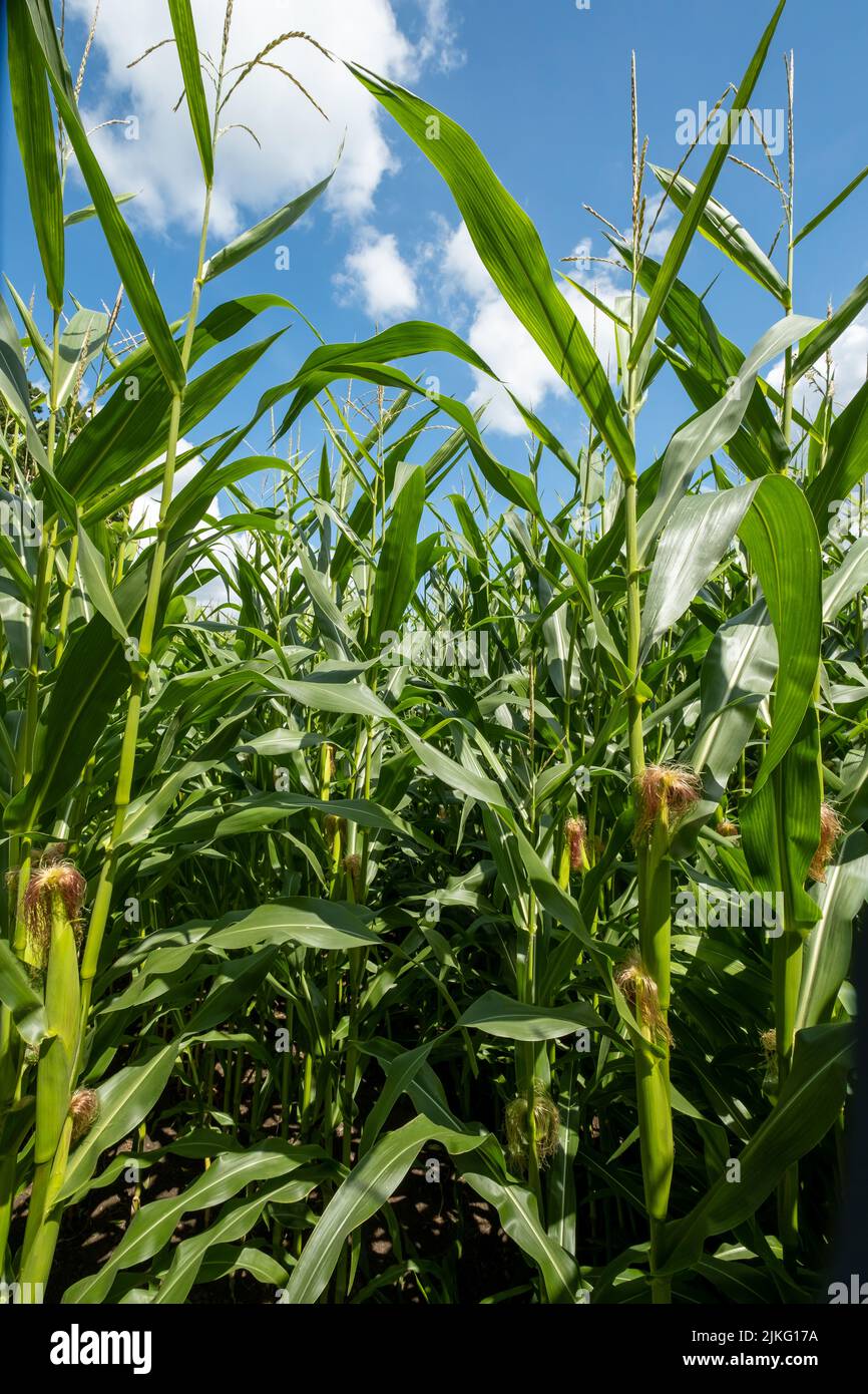 03.08.2021, Germany, Lower Saxony, Stuhr - Cornfield. 00A210803D170CAROEX.JPG [MODEL RELEASE: NOT APPLICABLE, PROPERTY RELEASE: NO (c) caro images / B Stock Photo
