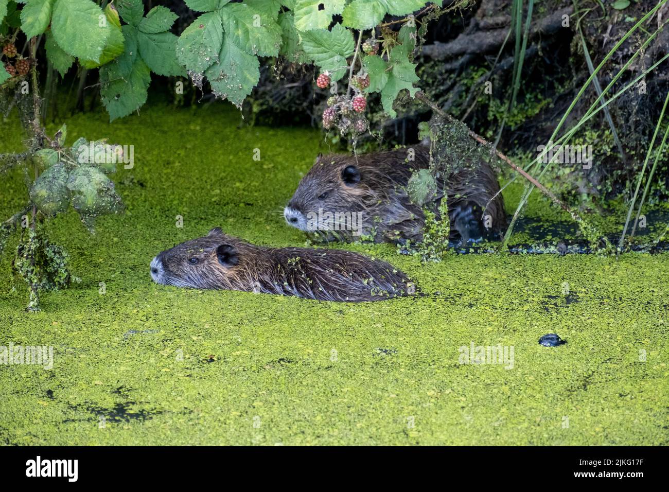 03.08.2021, Germany, Bremen, Bremen - The nutria (coypu or swamp beaver) is a rodent species originating from South America and settled in Central Eur Stock Photo