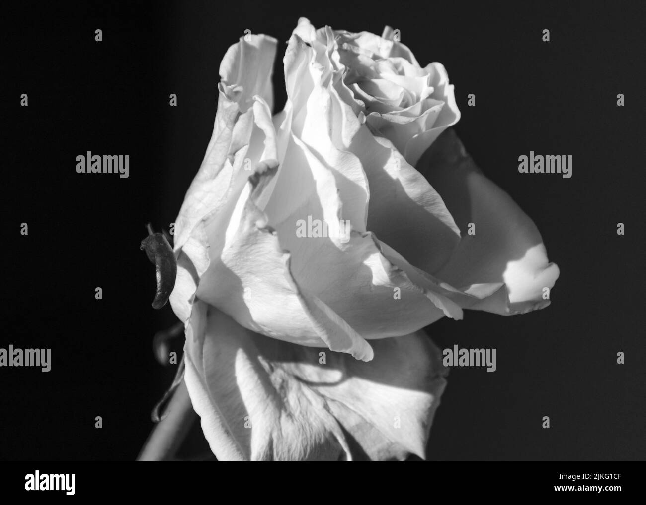 beautiful, simple black and white rose flower, close-up view of the flower on a dark background, black and white photography Stock Photo