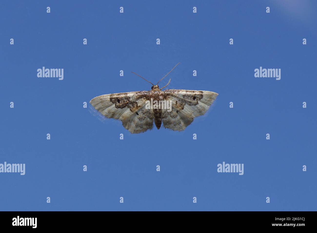 Least carpet (Idaea rusticata). Family Geometer moths (Geometridae). On glass with a blue sky on the background. Netherlands, summer, July Stock Photo