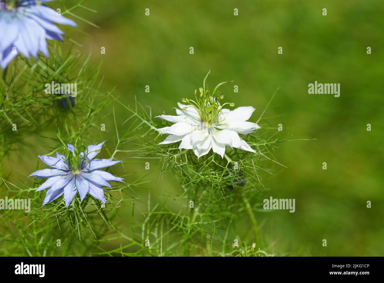 Close up blue, white flowers of Nigella damascena, love-in-a-mist, ragged lady, devil in the bush. Buttercup family, Ranunculacea. August Dutch garden Stock Photo