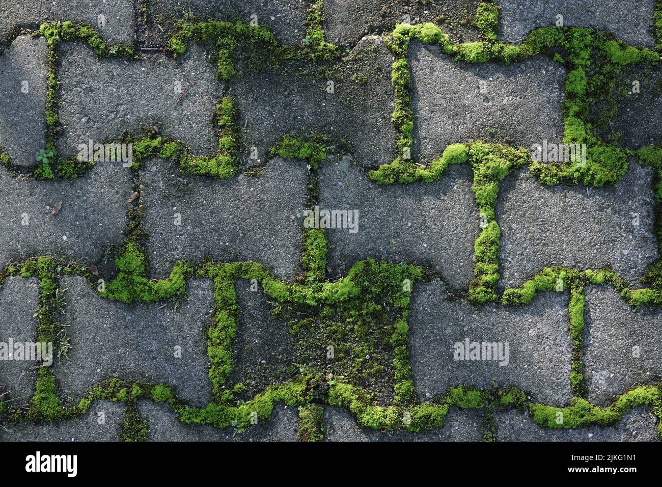 21.01.2021, Germany, Berlin, Berlin Moss growing in the joints of