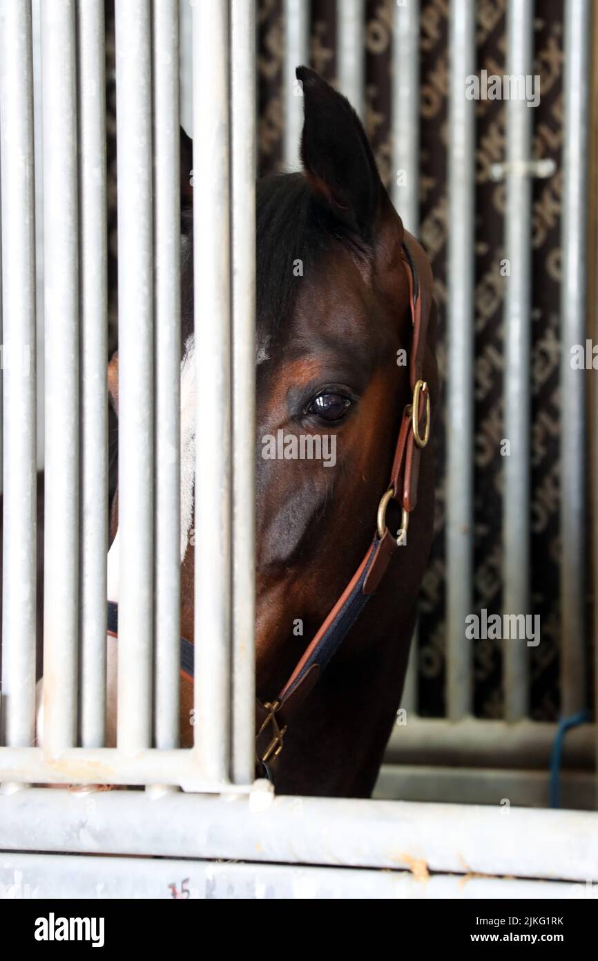 24.02.2022, Qatar, , Doha - Horse looking through the bars of its stall. 00S220224D162CAROEX.JPG [MODEL RELEASE: NO, PROPERTY RELEASE: NO (c) caro ima Stock Photo