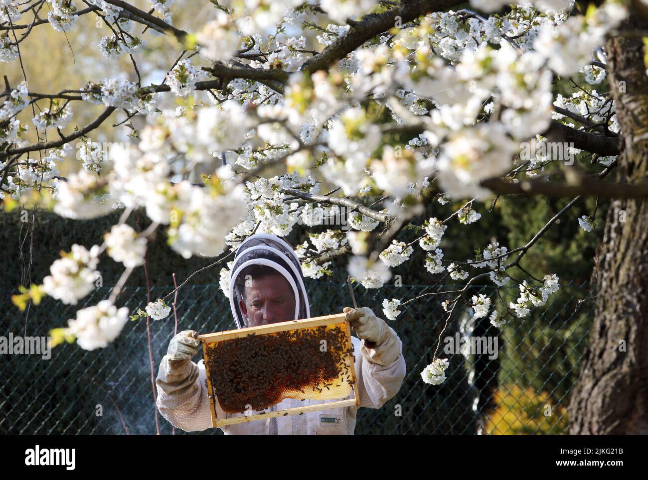 17.04.2022, Germany, Brandenburg, Neuenhagen - Beekeeper looking under a blossoming cherry tree at a honeycomb of his bee colony. 00S220417D337CAROEX. Stock Photo