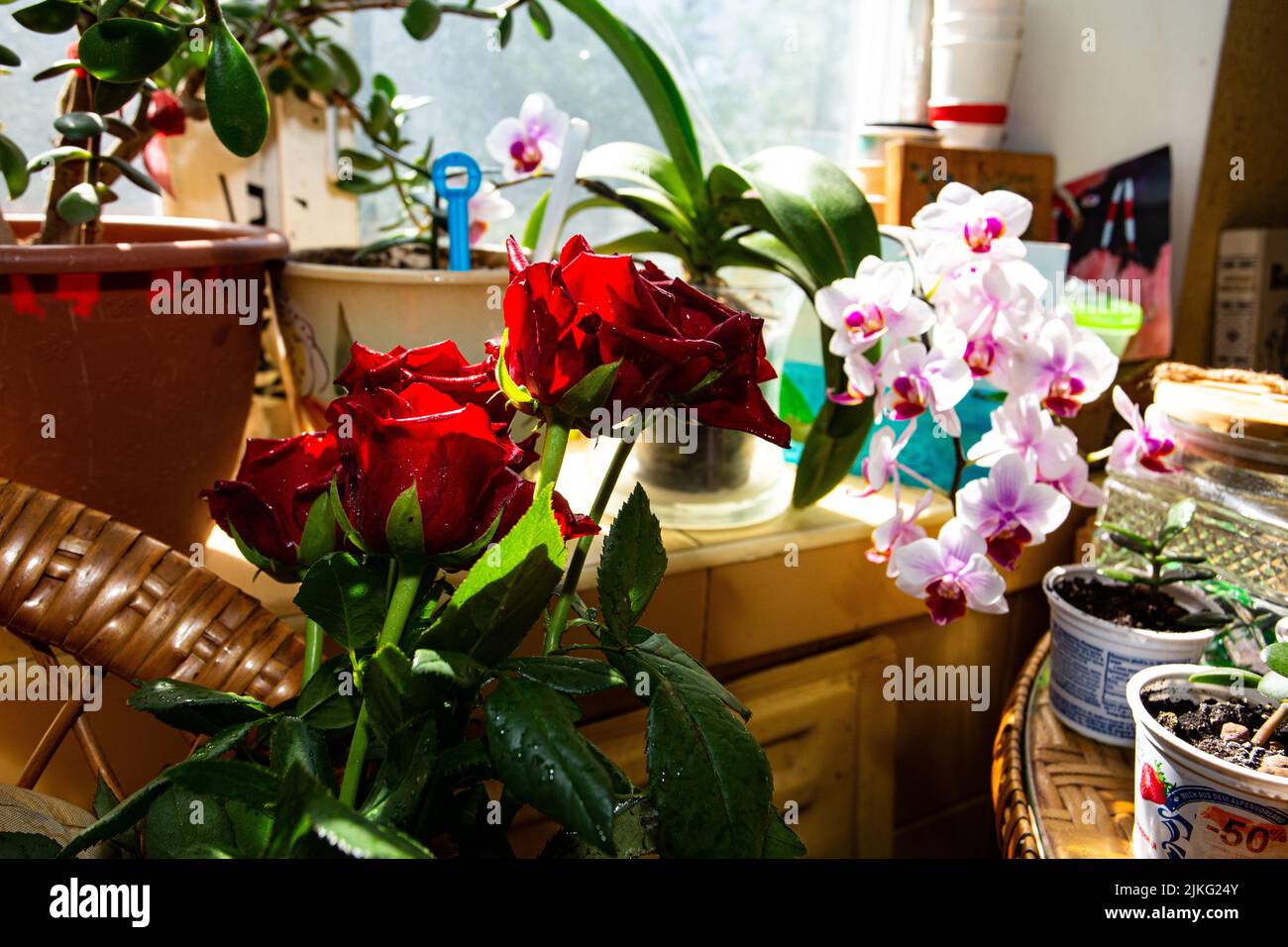 Lovely summer morning. Red Roses and Pink Orchids on the window of artist Stock Photo