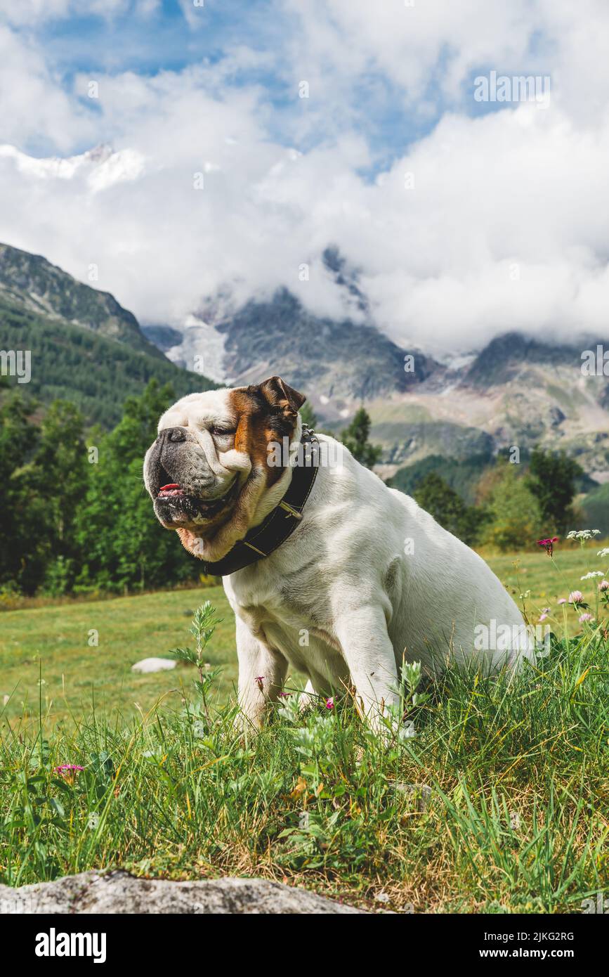 White english bulldog sitting in a mountain meadow Stock Photo