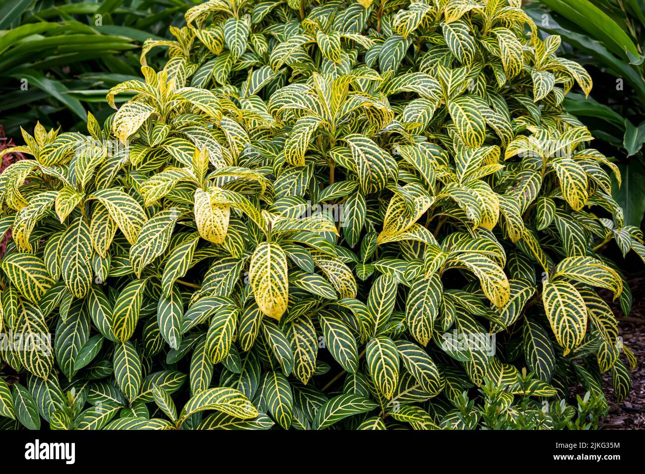 A closeup of a sanchezia plant leaves Stock Photo