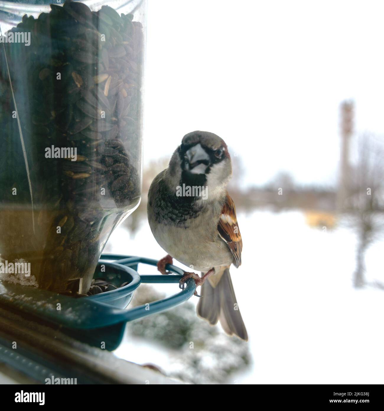 Bird eats sunflower seeds, feeds by the window, helps birds find food in winter, photographed