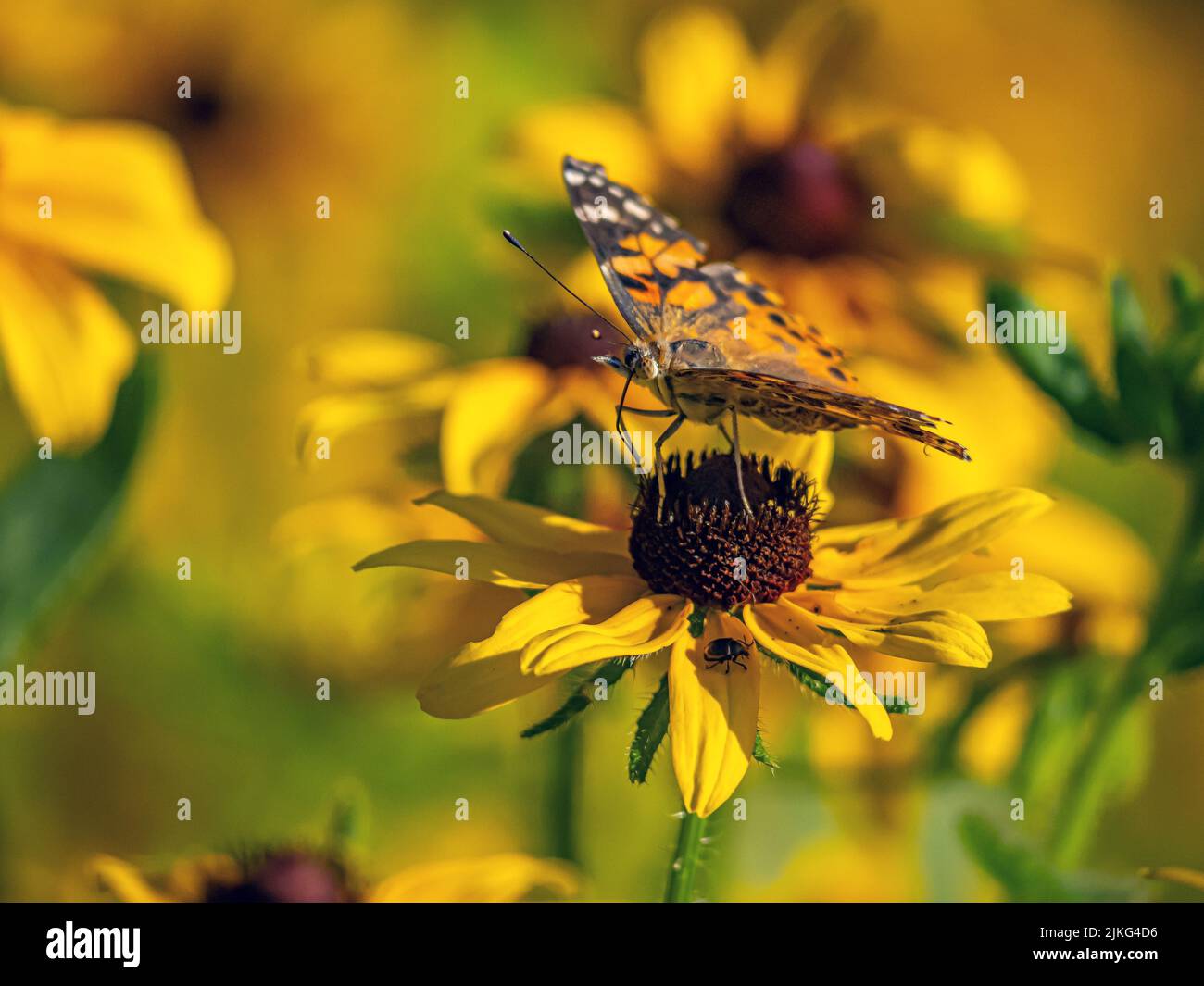 Cynthia group of colourful butterflies, commonly called painted ladies