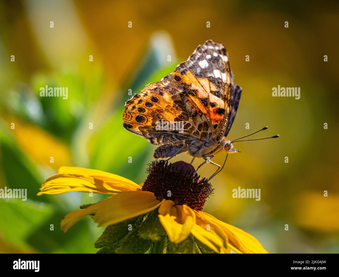 Cynthia group of colourful butterflies, commonly called painted ladies