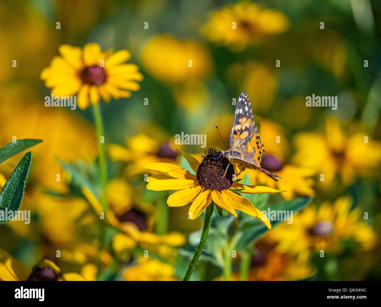 Cynthia group of colourful butterflies, commonly called painted ladies