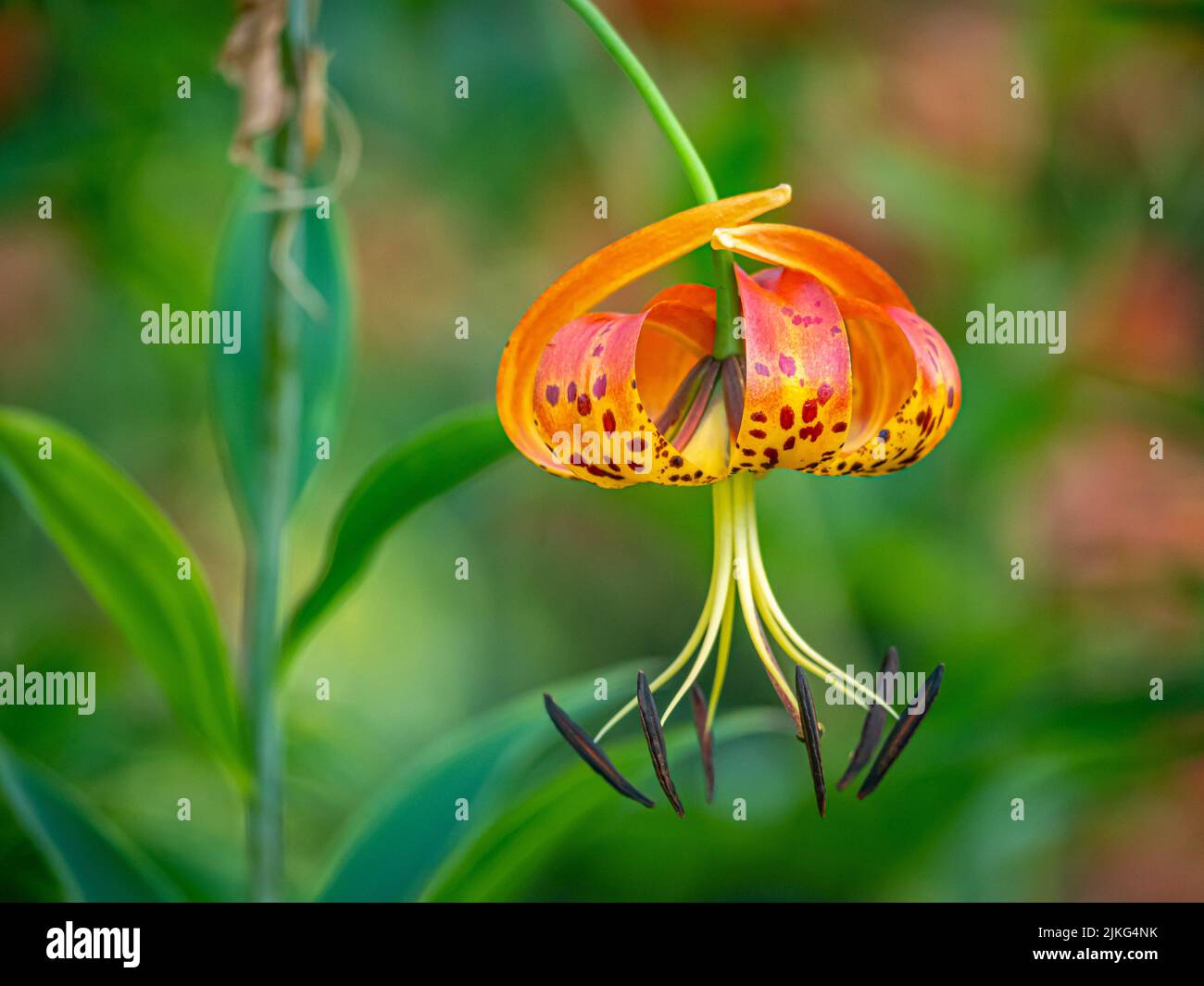 Lilium lancifolium is an Asian species of lily, native to China, Japan